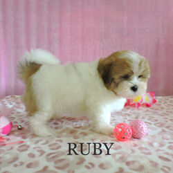 Ruby~F~Malshi