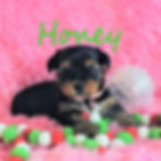 Honey12