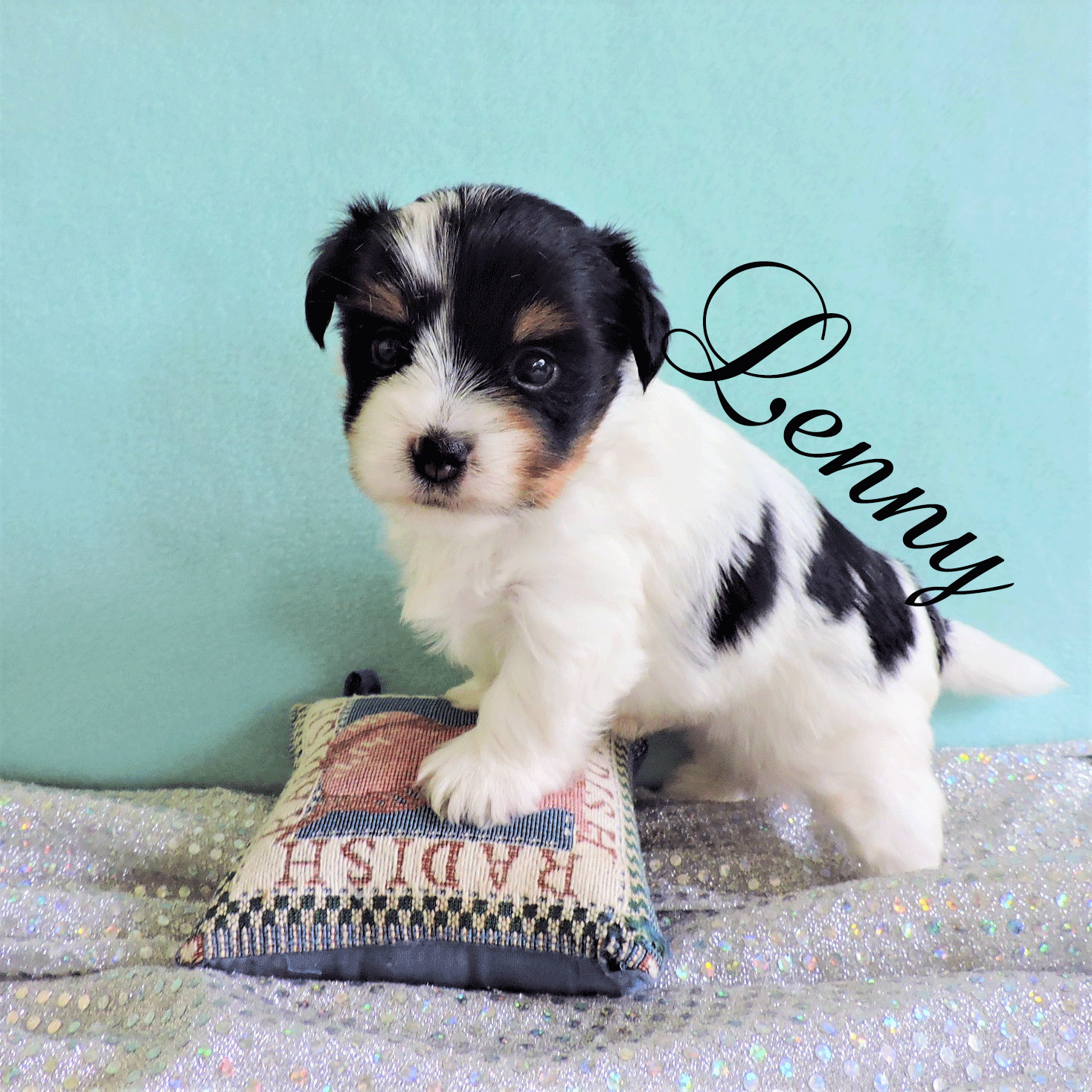 Lenny ~ M ~ Biewer Yorkie