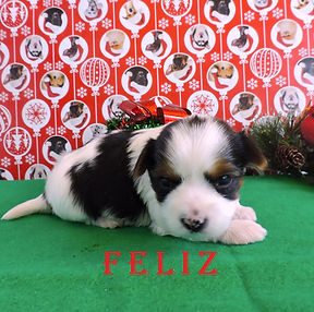Feliz ~ M ~ Biewer Yorkie