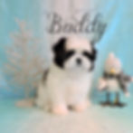 Buddy ~ M ~ Malshi