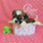 Nova_Poppy ~ F ~ Shorkie