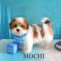 Mochi~M~Malshi