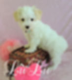 Lulu ~ F ~ Maltipii_edited