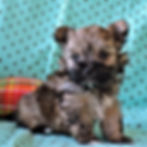 Morkie