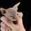 Thumbnail: Male Sphynx 4