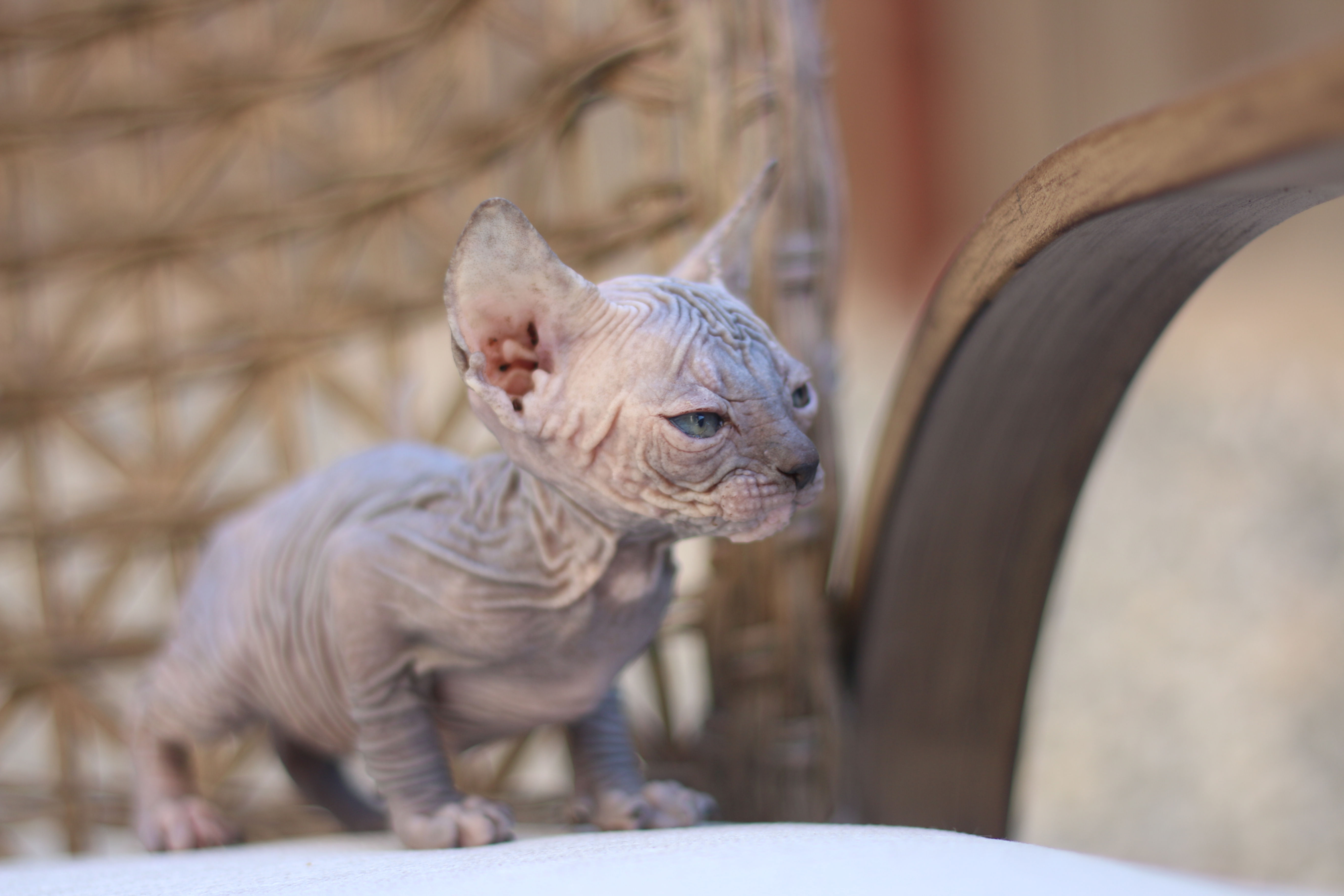 Sphynx - Female - Blue Torti #2