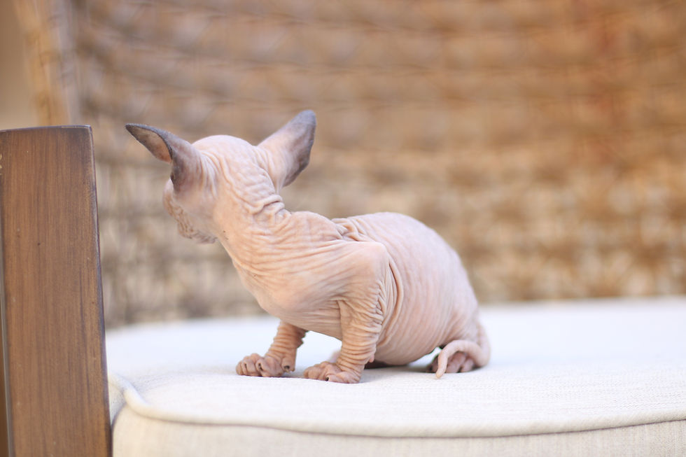 Thumbnail: Sphynx - Male - Blue Seal #1