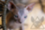 Thumbnail: MALE 4