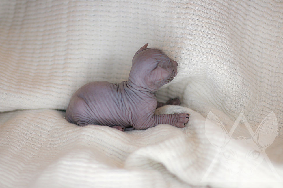 Thumbnail: MALE 4