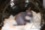 Thumbnail: MALE 4