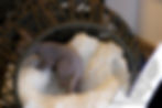 Thumbnail: MALE 4