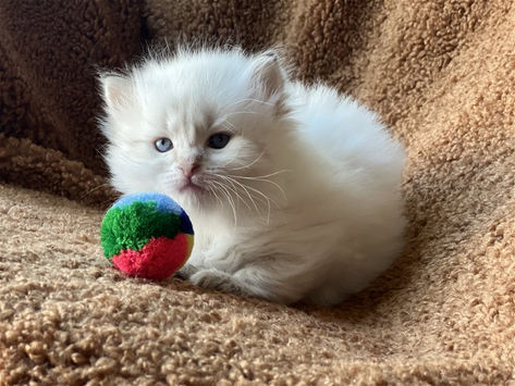 Available Kittens