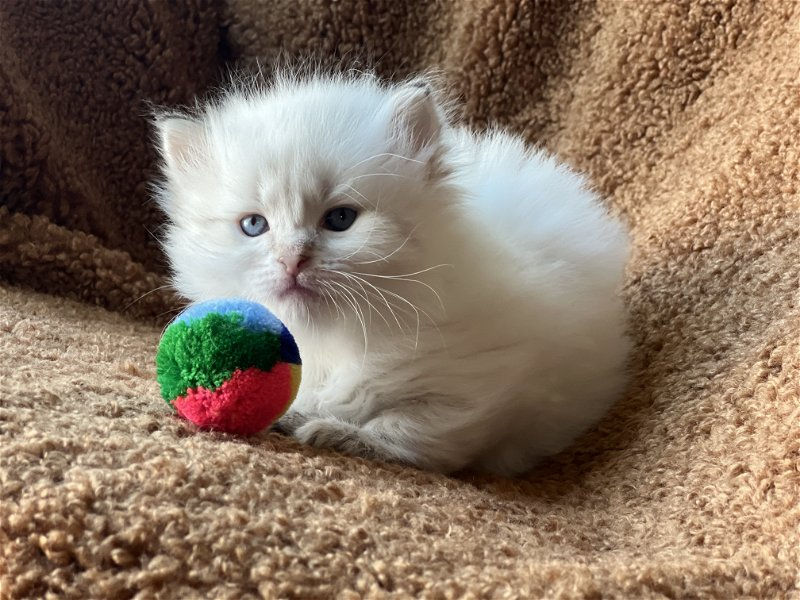 Available Kittens