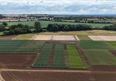 4. OAT Trials Field 01.07.24 (2) (1).JPG