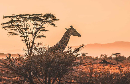 curiosidades-sobre-a-africa-do-sul-para-voce-refletir-sobre-esse-destino.jpg