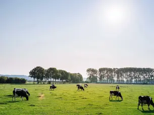 Advantages of Grass-Fed and Pastured Foods