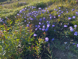 IMG_5559.jpeg