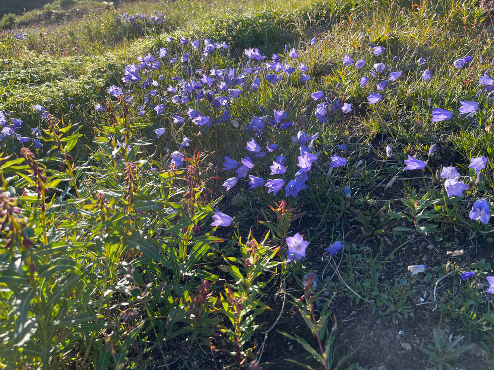 IMG_5559.jpeg