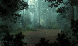 woods