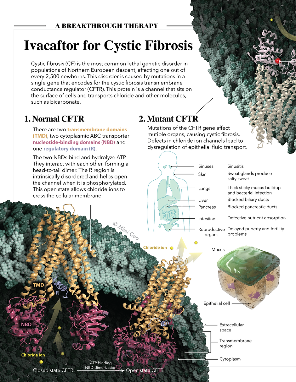 CFTR and Ivacaftor_final2-01 left-01.png