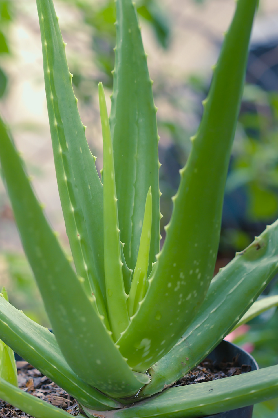 aloe vera plant