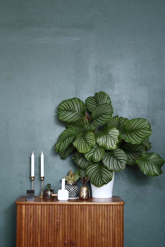 Biophilia Design Trend