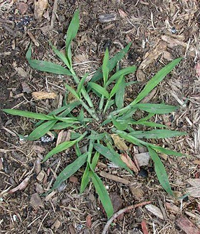 Crabgrass.jfif
