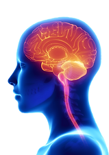 png-transparent-human-brain-brain-injury