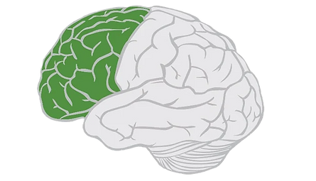 frontal-lobe_edited.png