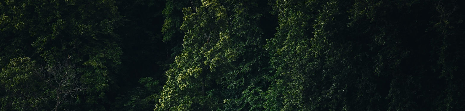 House in the Woods_edited.jpg