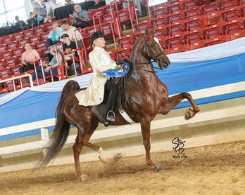 Amateur Three Gaited