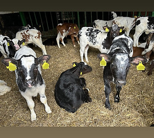 Unsere Tiere