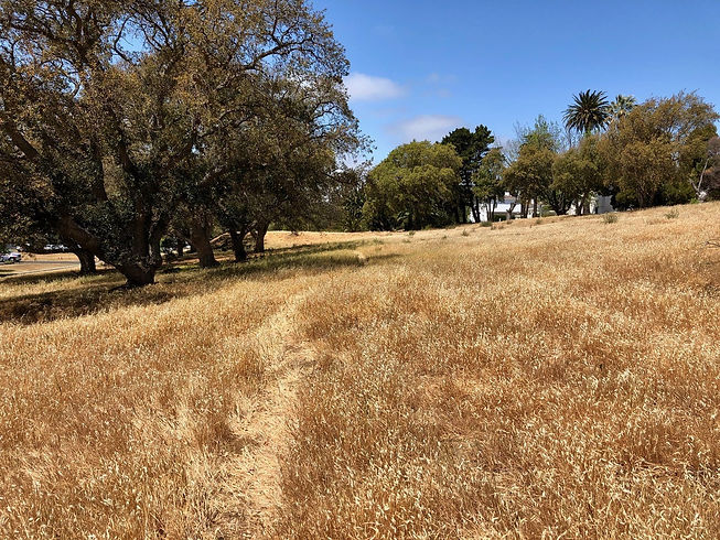 grass.jpeg