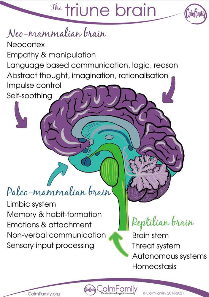 Triune Brain Deutsch – A Brain in Three Dimensions – SRDT