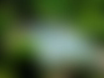 lago ornamental pequeno em jardim com pedras e plantas aquáticas e marginais