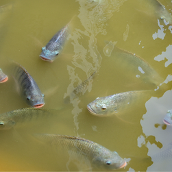 tilápias nadando na superfície da água