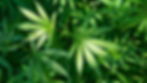 220420183133-marijuana-stock.jpg