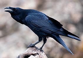 raven.jpeg