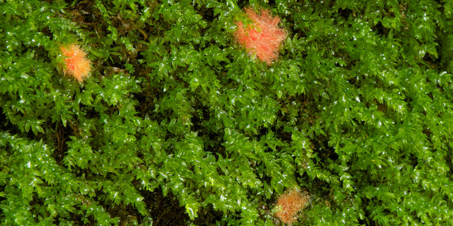 INTRODUCED SPECIES 2014