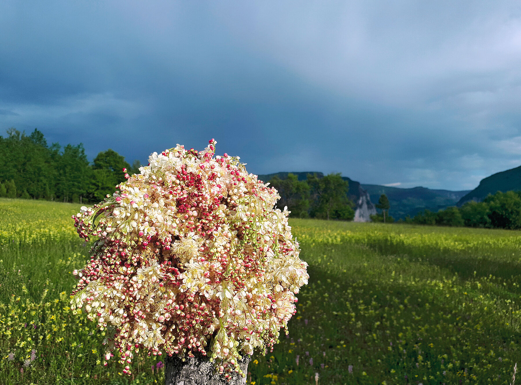 Earth Calls, Wild Meadowsweet, 2020