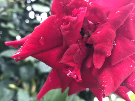 【華の命と女の命】