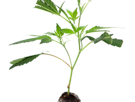 Stecklinge. Anbau, Pflege und was es zu beachten gibt.