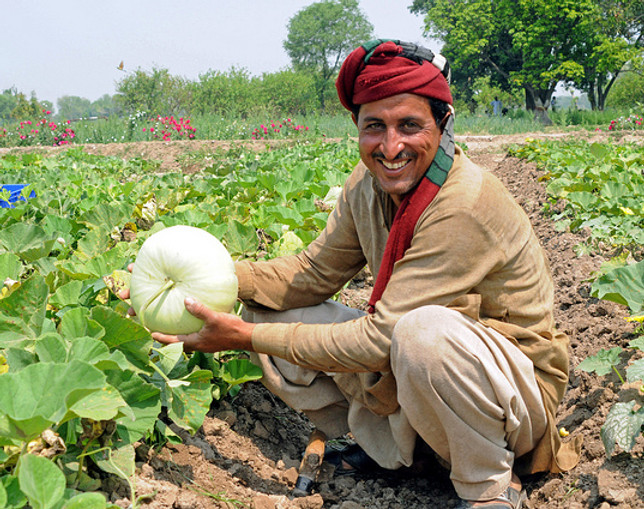 Farmer5.jpg