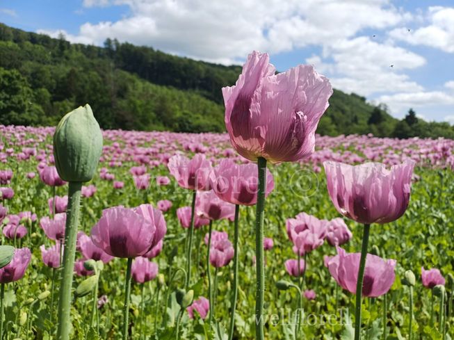 Mohneblume