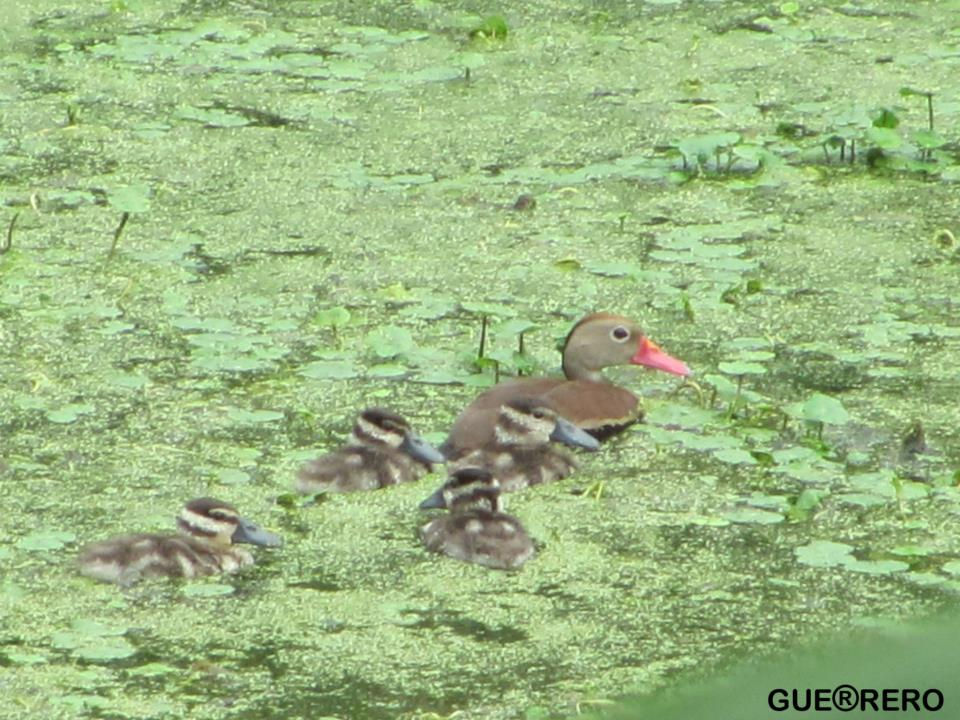 Dendrocygna autumnalis