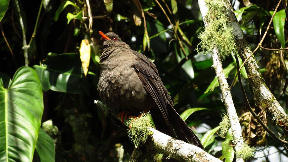 Turdus fuscater