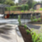 Landscaper trimming garden hedges in Dunedin
