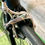 Thumbnail: GIANT Defy Racefiets