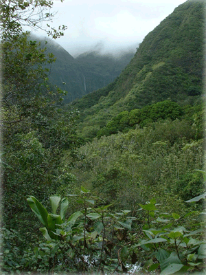 Maui Rainforest.gif
